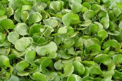 Eichhornia crassipes